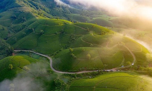Kinh nghiệm đi du lịch đồi chè Long Cốc Tân Sơn Phú Thọ