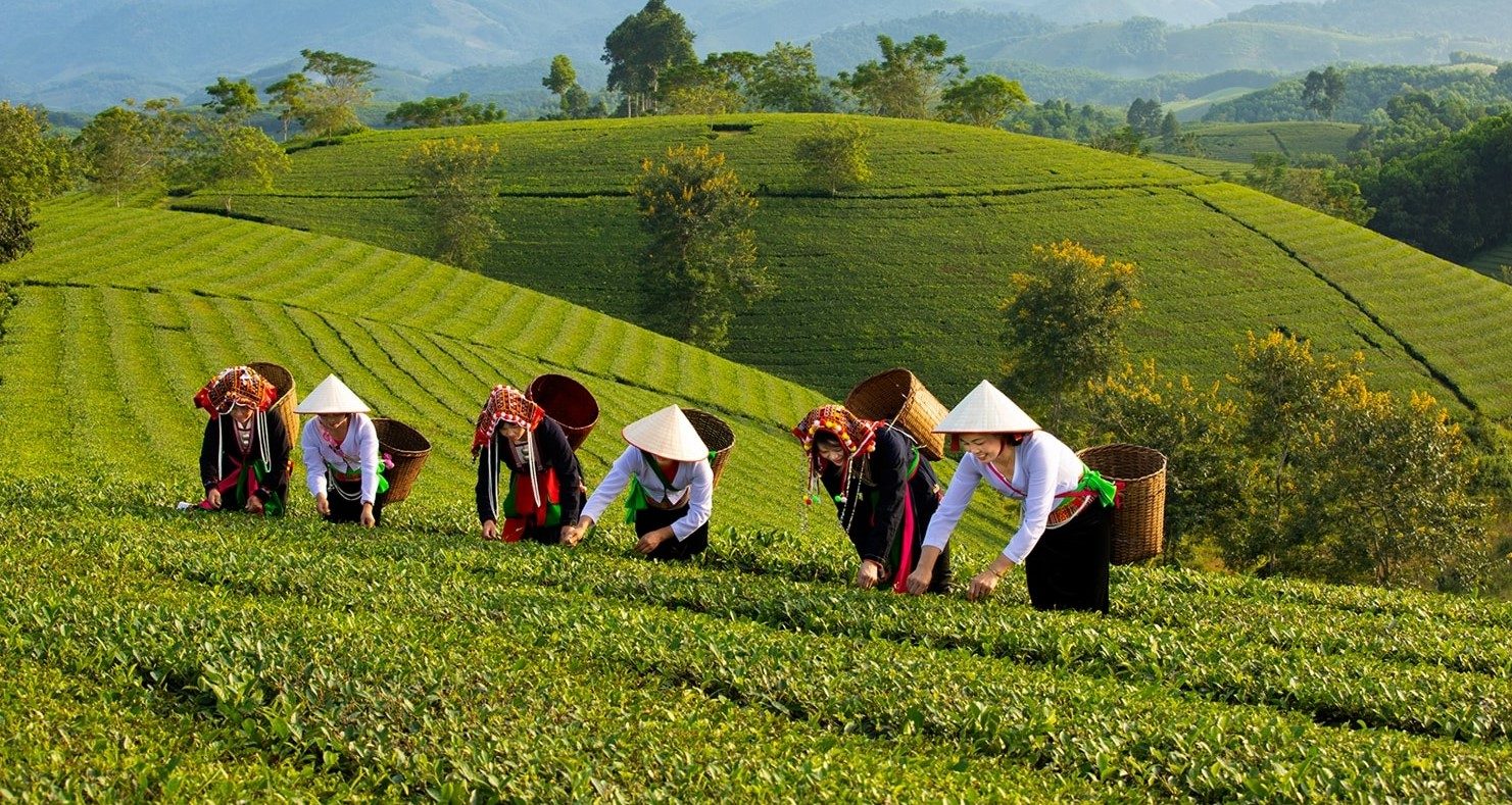 Kinh nghiệm đi du lịch đồi chè Long Cốc Tân Sơn Phú Thọ