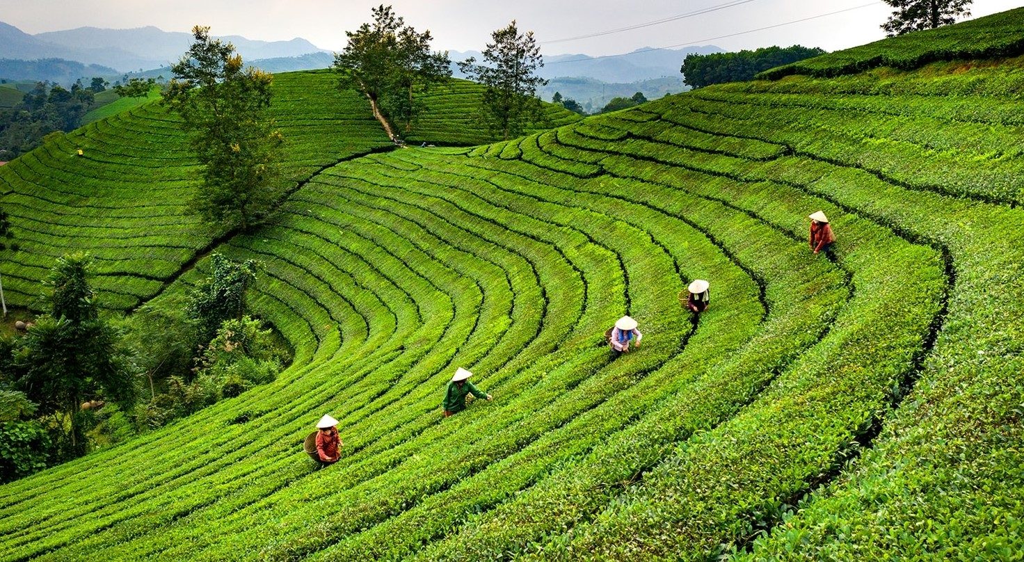 Kinh nghiệm đi du lịch đồi chè Long Cốc Tân Sơn Phú Thọ