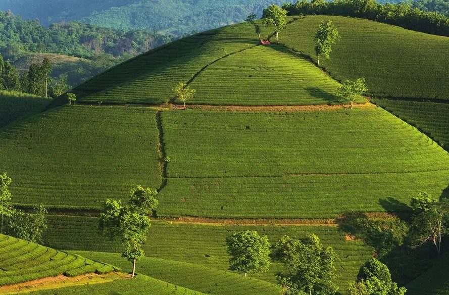 Kinh nghiệm đi du lịch đồi chè Long Cốc Tân Sơn Phú Thọ