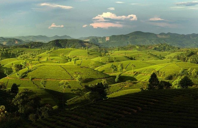 Kinh nghiệm đi du lịch đồi chè Long Cốc Tân Sơn Phú Thọ