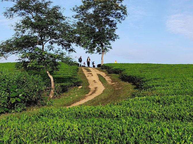 Kinh nghiệm đi du lịch đồi chè Long Cốc Tân Sơn Phú Thọ