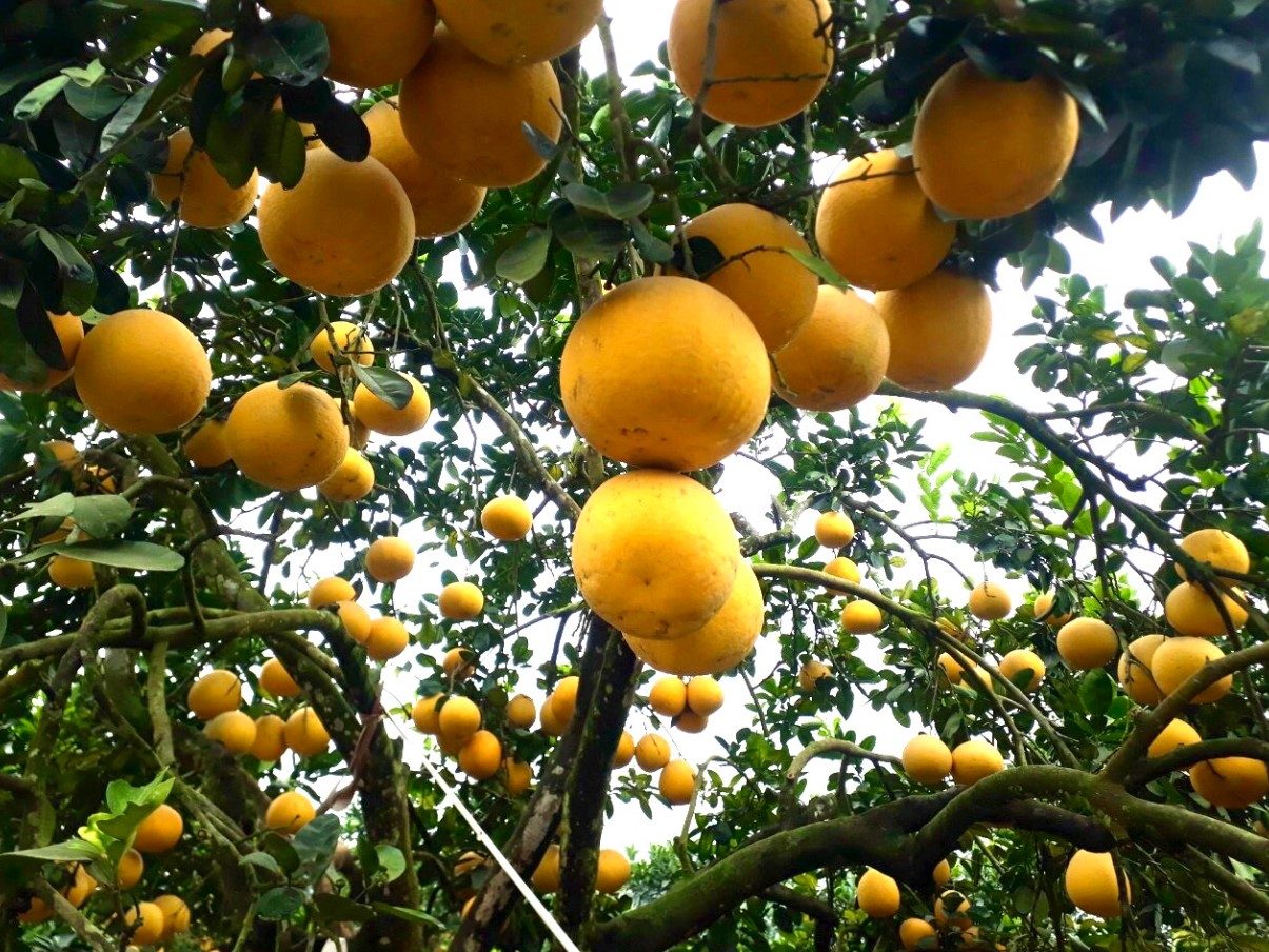 Đặc sản Thanh Thủy Phú Thọ: Ăn gì, mua gì làm quà?